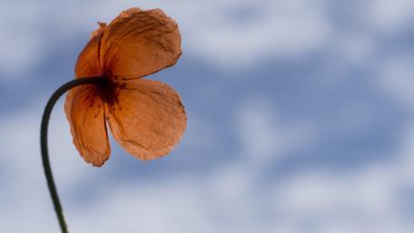 Lonely Flower Against a Soft Blue Sky wallpaper