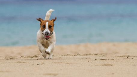 Joyful Jack Russell Terrier Running at the Beach wallpaper
