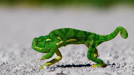 Vibrant Chameleon Walking on Gritty Surface wallpaper