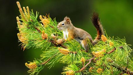 Charming Squirrel on a Pine Branch wallpaper