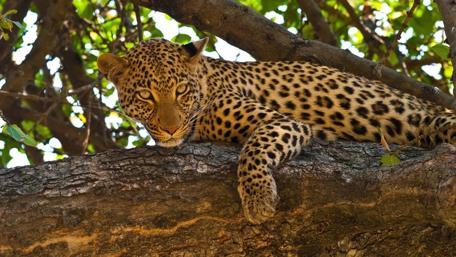 Leopard Resting Gracefully on a Branch wallpaper