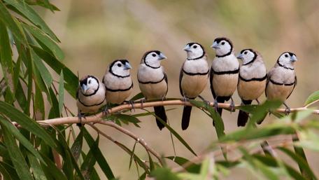 Fluffy Finch Gathering in Serene Nature Scene wallpaper