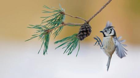 European crested tit wallpaper