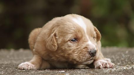 Cute Puppy Dreamland in 4K Blurry Charm wallpaper