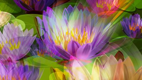 Vibrant Waterlily Delight wallpaper