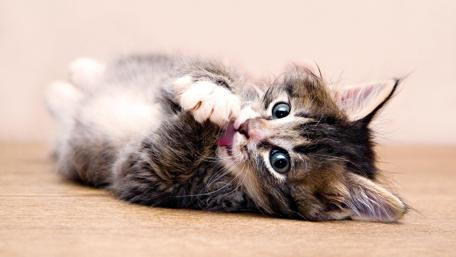 Playful Kitten Bliss wallpaper