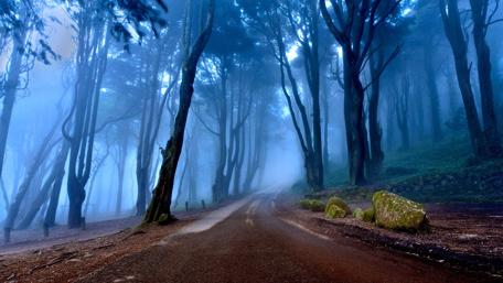 Misty Twilight Forest Road wallpaper