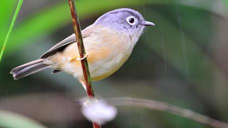 Bird in the Rain Close-Up wallpaper