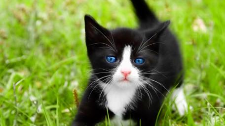 Blue-Eyed Kitten in Lush Green wallpaper