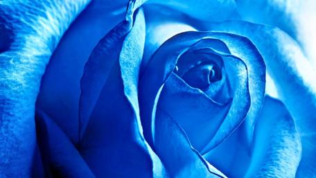 Enchanting Blue Rose Wallpaper wallpaper