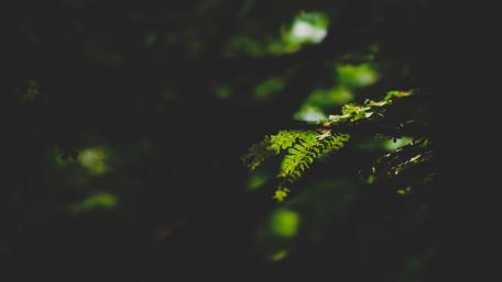 Whispers of the Twilight Forest wallpaper