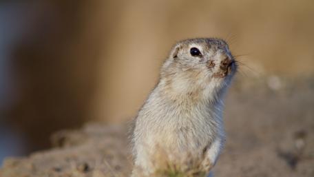 Adorable Prairie Dog in Soft Focus wallpaper