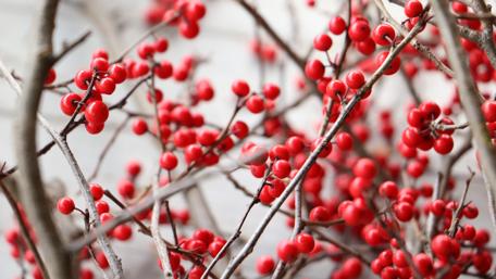 Vibrant Red Berries Among Twigs in Autumn Nature Scene wallpaper