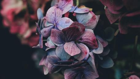 Elegant Hydrangea Petals in Soft Hues wallpaper