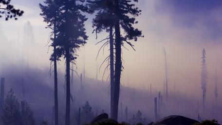 Mysterious Forest in Smoky Haze wallpaper