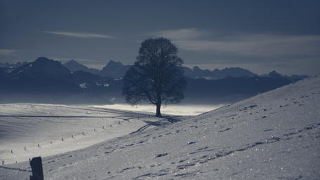 Winter Twilight in Monochrome wallpaper