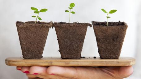 Nurturing Green Hopeful Plants Growing in Eco-Friendly Pots wallpaper