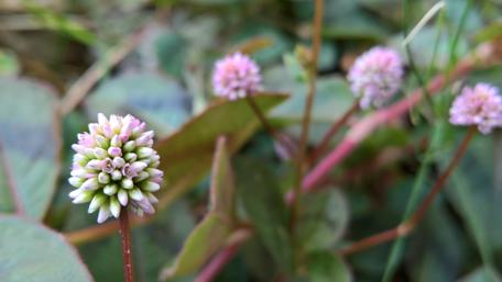 Delicate Pink Blossoms in Nature's Embrace wallpaper