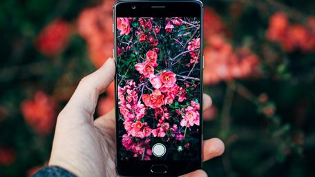 Vibrant Blooms Captured on a Phone Screen wallpaper