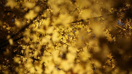 Autumn Splendor in Blurred Leaves wallpaper