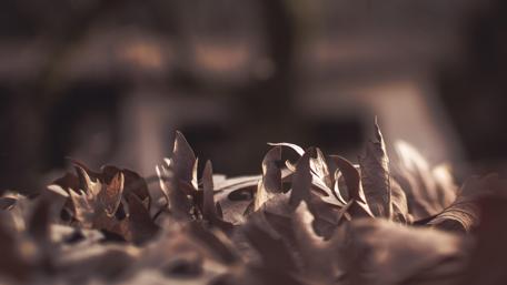 Autumn Leaves in Soft Focus Mood wallpaper