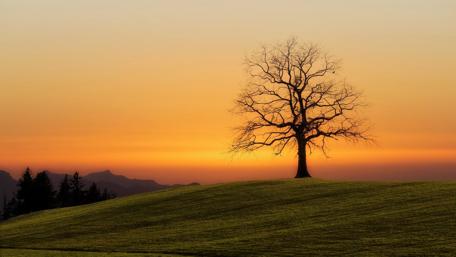 Solitary Tree Under a Vibrant Sunset wallpaper