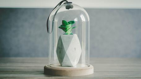 Elegant Potted Plant Under Glass Dome wallpaper