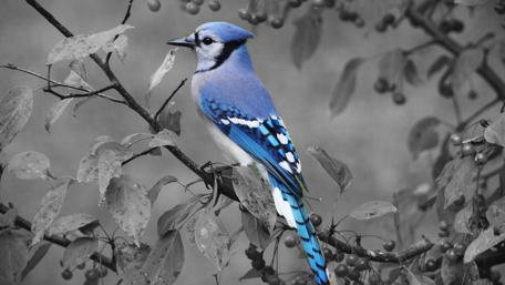 Blue Jay in Monochrome Forest Scene wallpaper