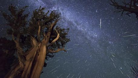 Celestial Shower Beneath Ancient Tree wallpaper