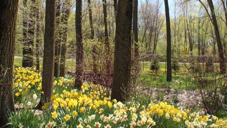 Spring Blossoms in a Forest Haven wallpaper