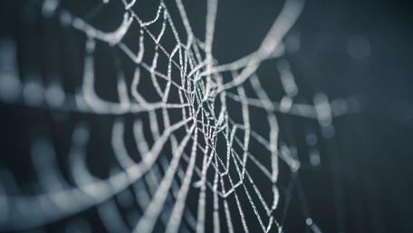 Intricate Spider Web in 4K Detail wallpaper