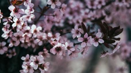 Blossoming Spring Symphony in 4K Resolution wallpaper