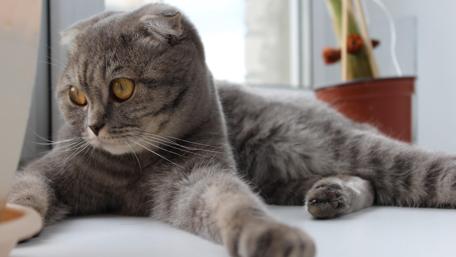 Playful Kitty by the Window wallpaper