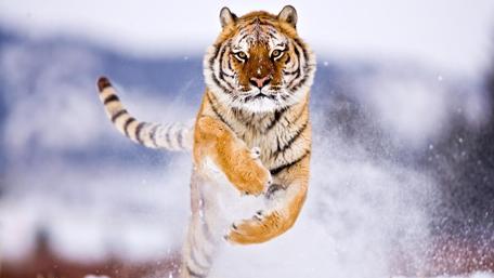 Majestic Tiger in Action wallpaper