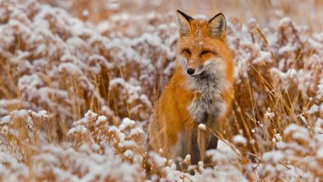 Winter's Velvet Fox in Snowy Meadow wallpaper