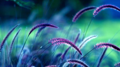 Purple grass wallpaper