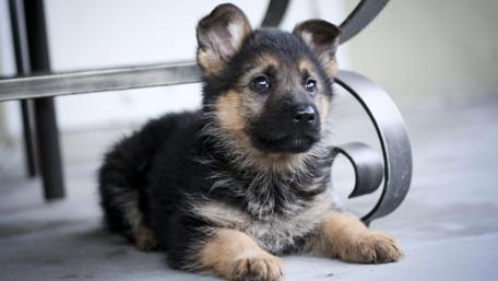 Adorable German Shepherd Puppy Rests Peacefully wallpaper