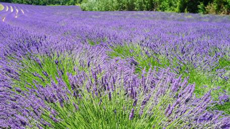 Lavender Dreams in a Blooming Field wallpaper