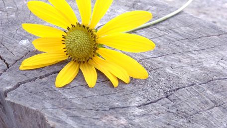 Bright Yellow Flower on Wood Surface wallpaper
