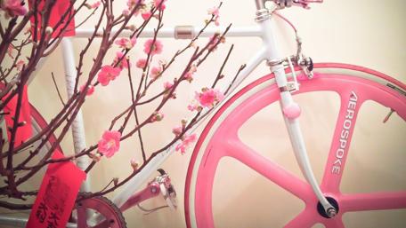 Bicycle Beauty with Blossoms wallpaper