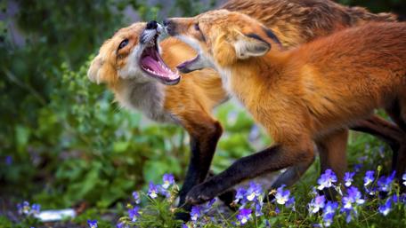Vibrant Foxes in Playful Harmony wallpaper