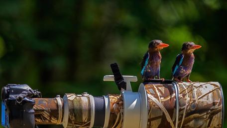 Kingfishers on Camera Lens wallpaper