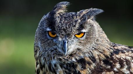 Mystical Gaze of the Majestic Owl wallpaper