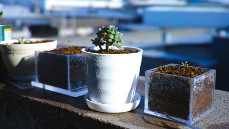 Serene Succulents on a Sunny Windowsill wallpaper