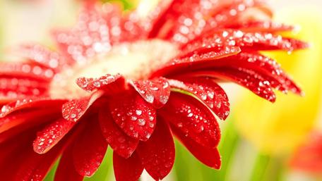 Red Gerbera with Dewy Petals in Close-Up wallpaper