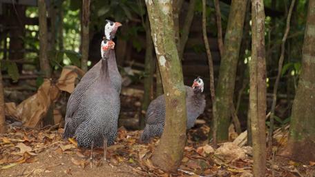 Exotic Birds Among the Trees wallpaper