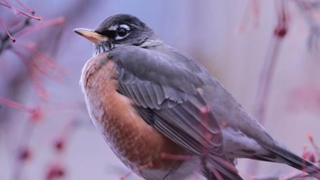 Elegant Bird Amidst Nature's Beauty in Purple Hue wallpaper