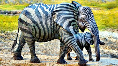 Striped Elephants Walking Together wallpaper