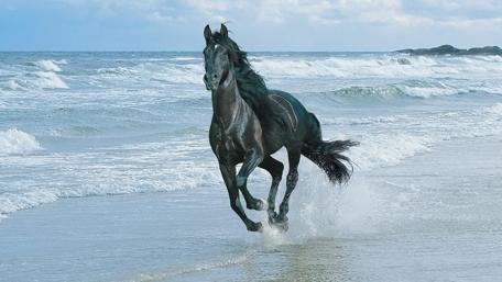 Majestic Horse Galloping on Seashore wallpaper