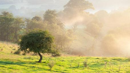 Misty Morning Serenity in Nature wallpaper